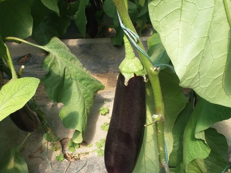茄子种苗