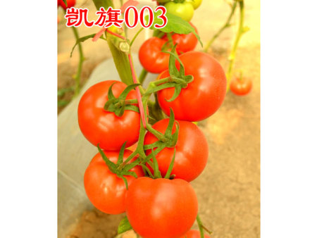 凯旗003