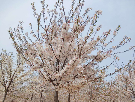 耐寒花卉，陪你过冬（寻找适合冬季的花卉，打造温馨花园）