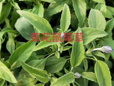 草花花卉种植的土壤要求