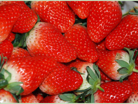 寧玉草莓苗基地