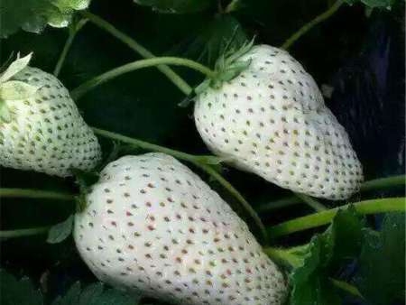白草莓苗