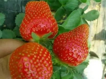 法蘭地草莓苗的繁殖