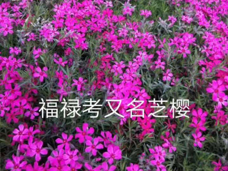 青州草花芝樱的养护方法