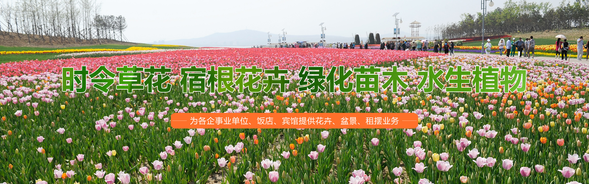 青州市海森花卉苗木有限公司