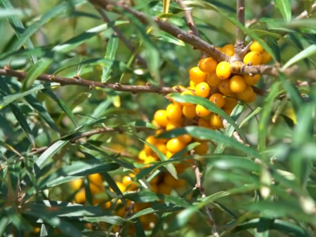 大漠福林沙棘全草茶（药食同源）是功能性食品