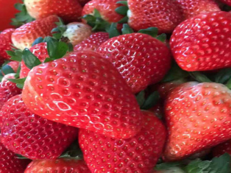 法兰地草莓苗