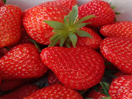 法兰地草莓苗基地