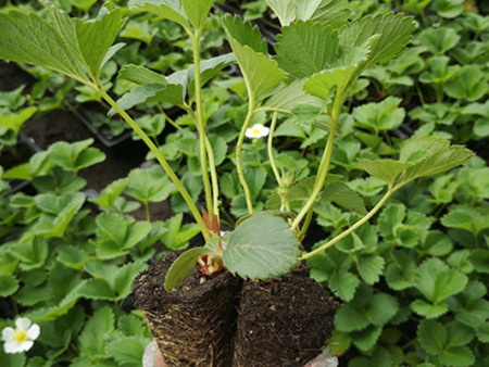 營養缽草莓苗移植