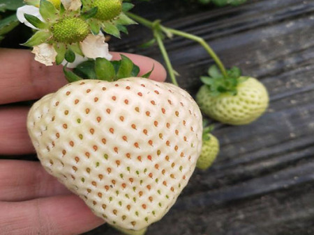 泰安草莓苗