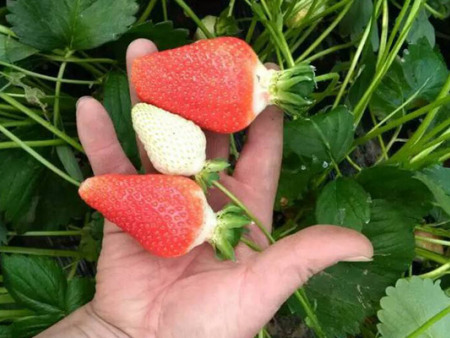 粉玉草莓苗基地