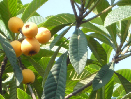 白玉枇杷什么季节成熟上市？