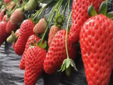 红颜草莓苗销售