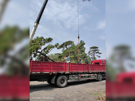 造型松发往江苏