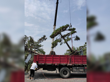 造型松发往河南