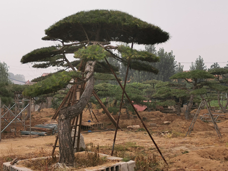 景观松