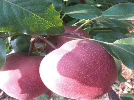 梨樹苗新品種