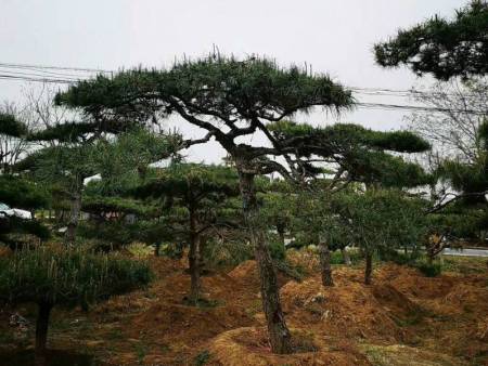 造型黑松在人工造林在保护生态环境中发挥着重要作用
