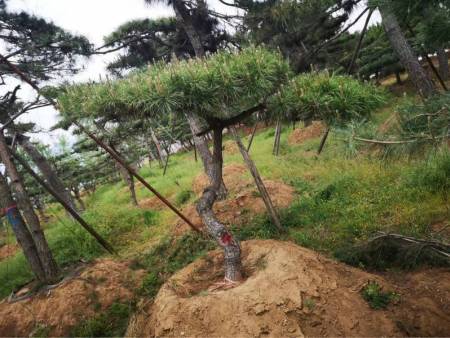 造型黑松施肥时期千万要注意这几点