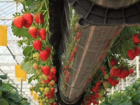 高架草莓