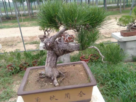 “你还在种普通绿植？造型黑松一上镜，院子瞬间高级10倍！”