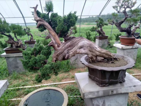 造型黑松的適應(yīng)性怎么樣？基地為您解答