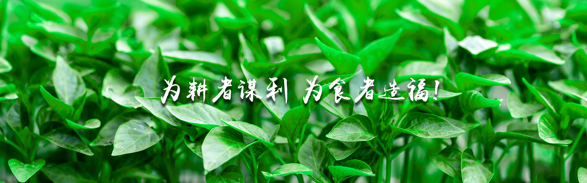 寿光市旺林农业发展有限公司始建于2009年，是以蔬菜种子研发销售、工厂化育苗、蔬菜品牌建立、农业项目策划等为一体的现代化综合服务企业。