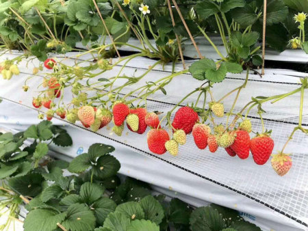高架立體栽培草莓