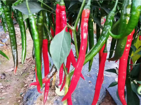 微信图片_20201009130427