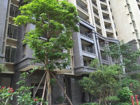 厦门世茂（棕钻）