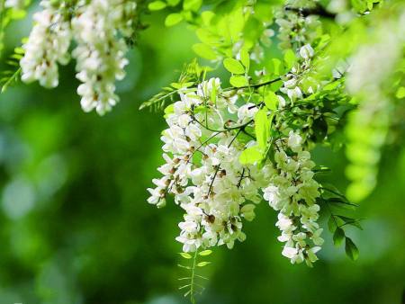 咸阳“永寿槐花蜜”成国家地理标志产品