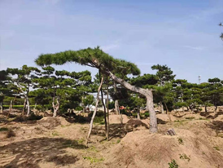 莱芜造型松树在冬季会枯萎吗？