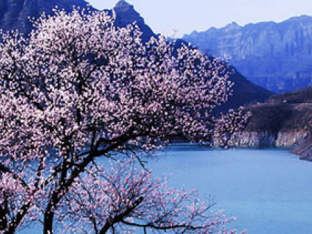 桃花盛开时