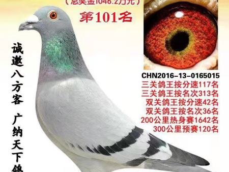 浙江鸿翔赛鸽中心 2016年秋季第四届500公里“感恩杯” CHN2016-13-0165015 浙江鸿翔赛鸽中心 2016年秋季第四届500公里“感恩杯” CHN2016-13-0165015