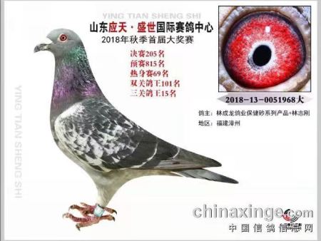 山东应天 盛世国际赛鸽中心 2018年秋季首届大奖赛 2018-13-0051968大 山东应天 盛世国际赛鸽中心 2018年秋季首届大奖赛 2018-13-0051968大