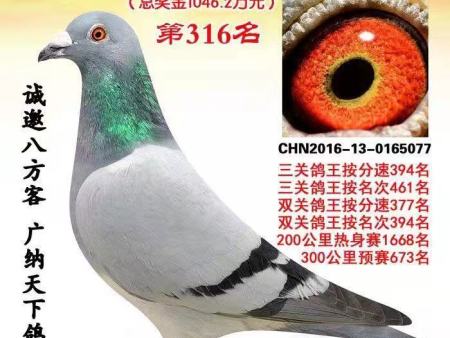 浙江鸿翔赛鸽中心 2016年秋季第四届500公里“感恩杯” CHN2016-13-0165077 浙江鸿翔赛鸽中心 2016年秋季第四届500公里“感恩杯” CHN2016-13-0165077