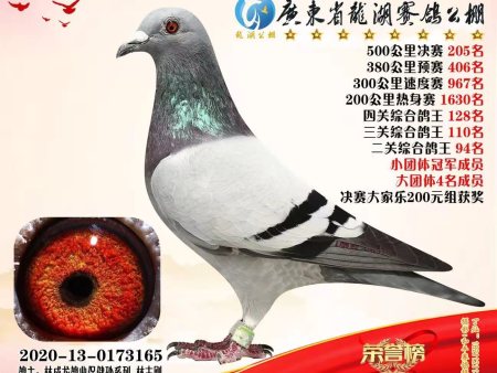 挑选鸽子、这些笨招好用！