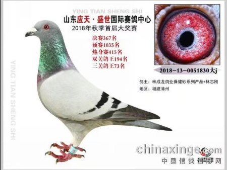 山东应天 盛世国际赛鸽中心 2018年秋季首届大奖赛 2018-13-0051830 山东应天 盛世国际赛鸽中心 2018年秋季首届大奖赛 2018-13-0051830