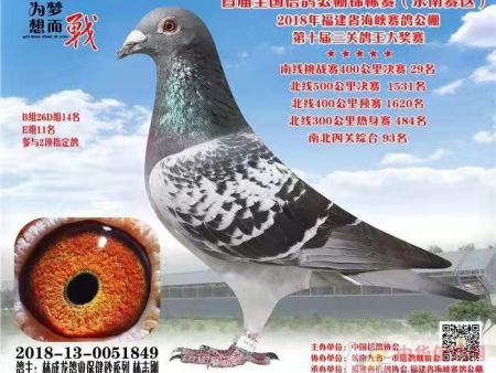 首届全国信鸽公棚锦标赛(东南赛区)2018年福建省海峡赛鸽公棚 第十届三关鸽王大奖赛 2018-13-0051849 首届全国信鸽公棚锦标赛(东南赛区)2018年福建省海峡赛鸽公棚 第十届三关鸽王大奖赛 2018-13-0051849