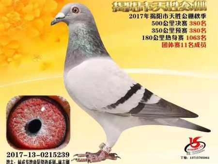 揭阳市天胜公棚 2017年揭阳市天胜公棚秋季 2017-13-0215239 揭阳市天胜公棚 2017年揭阳市天胜公棚秋季 2017-13-0215239