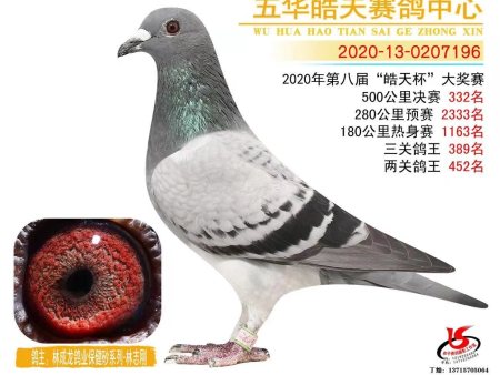 五华皓天赛鸽中心 2020-13-0207196 五华皓天赛鸽中心 2020-13-0207196