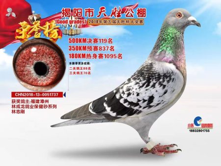 揭阳市天胜公棚  2018年第五届天胜杯大奖赛 CHN2018-13-0051737 揭阳市天胜公棚  2018年第五届天胜杯大奖赛 CHN2018-13-0051737