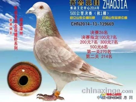 齐鲁兆佳 赛鸽文化中心2014年 CHN2014-13-139669 齐鲁兆佳 赛鸽文化中心2014年 CHN2014-13-139669