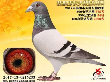揭阳市天胜公棚 2017年揭阳市天胜公棚秋季 2017-13-0215233 揭阳市天胜公棚 2017年揭阳市天胜公棚秋季 2017-13-0215233