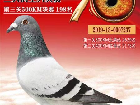 首届中国信鸽公棚鸽王排名赛 2019福建省海峡赛鸽公棚第十一届 2019-13-0007237 首届中国信鸽公棚鸽王排名赛 2019福建省海峡赛鸽公棚第十一届 2019-13-0007237