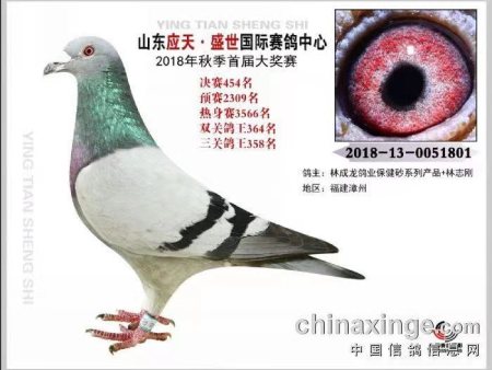 山东应天 盛世国际赛鸽中心 2018年秋季首届大奖赛 2018-13-0051801 山东应天 盛世国际赛鸽中心 2018年秋季首届大奖赛 2018-13-0051801
