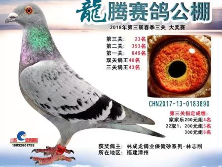 龙腾赛鸽公棚 2018年第三届春季三关 大奖赛 CHN2017-13-0183890 龙腾赛鸽公棚 2018年第三届春季三关 大奖赛 CHN2017-13-0183890