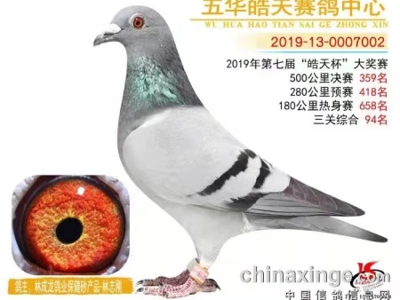 五华皓天赛鸽中心 2019年第七届“皓天杯”大奖赛