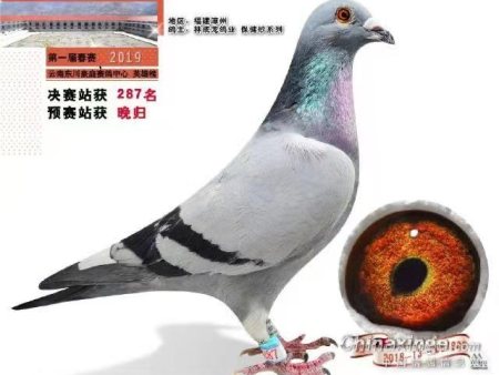云南东川豪庭赛鸽中心 英雄榜 首届春赛  2019