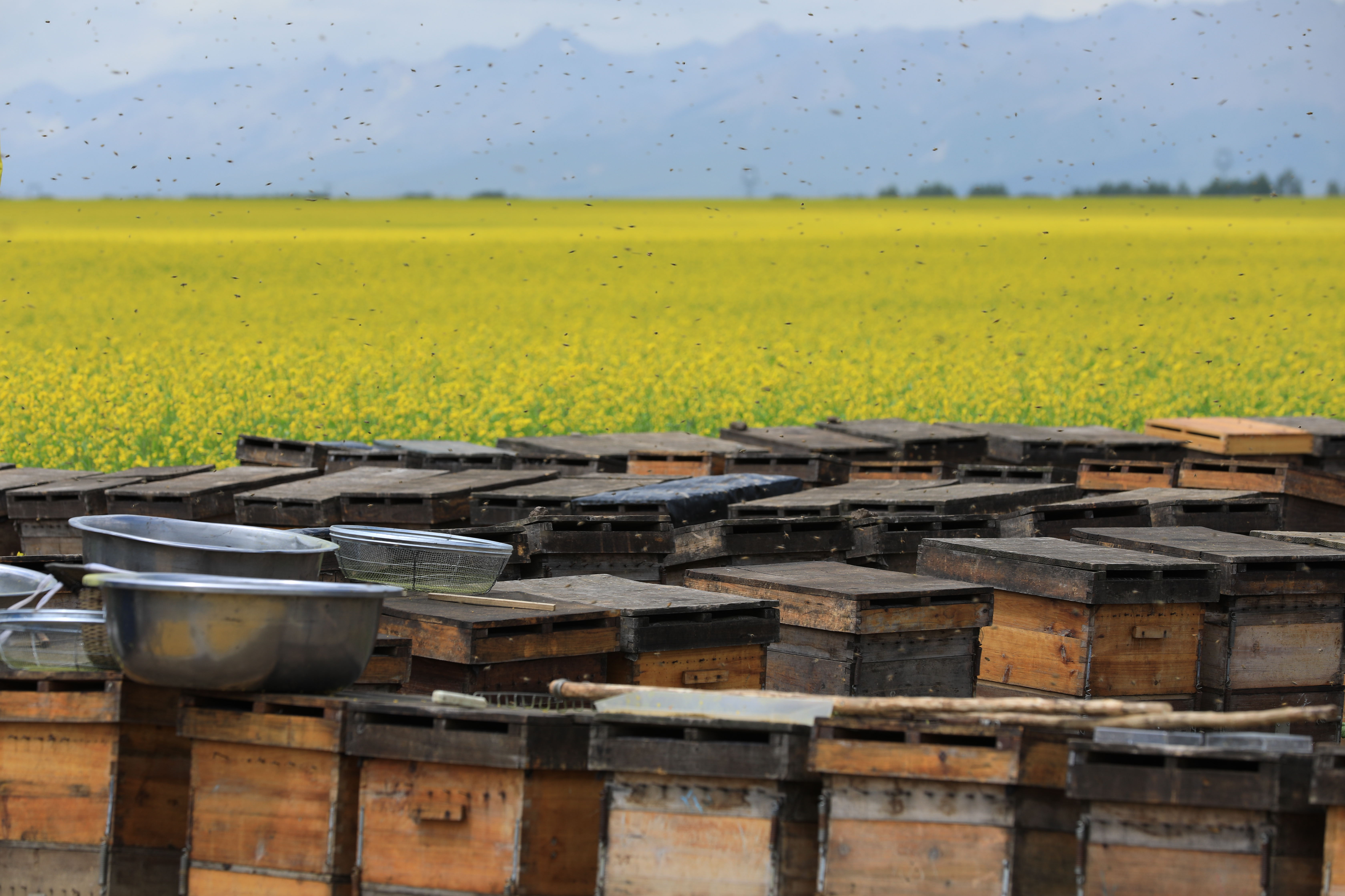 【基地建設】凝心聚力 助推基地建設 打造花粉大舞臺